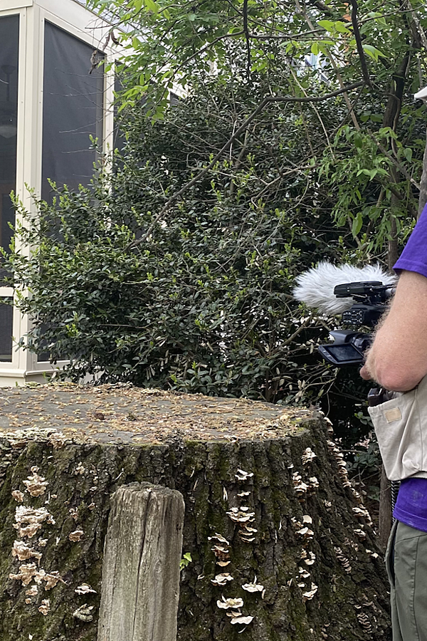 The Lost Trees of Willow Avenue