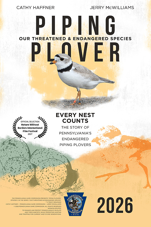 Our Threatened & Endangered Species: Piping Plovers